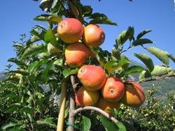 Pommes.jpg