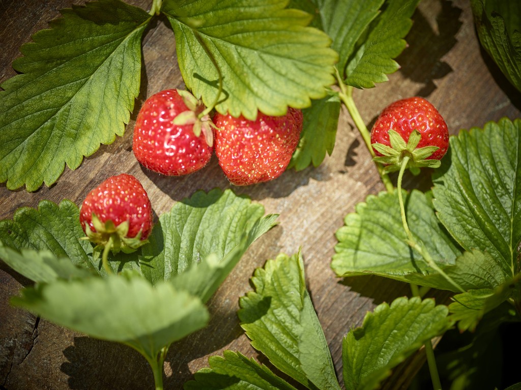 2019_Fruits_38_Valais Wallis Promotion - Sedrik Nemeth (002).jpg